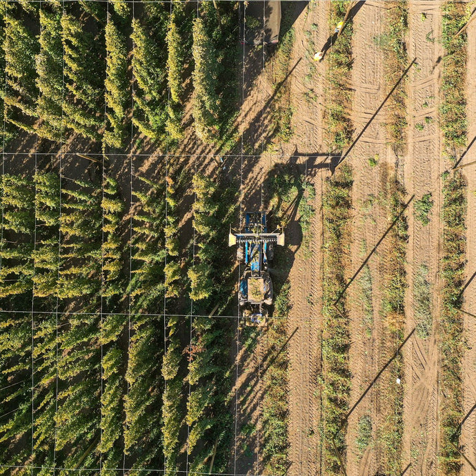 Exploring CLS Farms’ Chinook: Early Harvest vs. Late Harvest Profiles