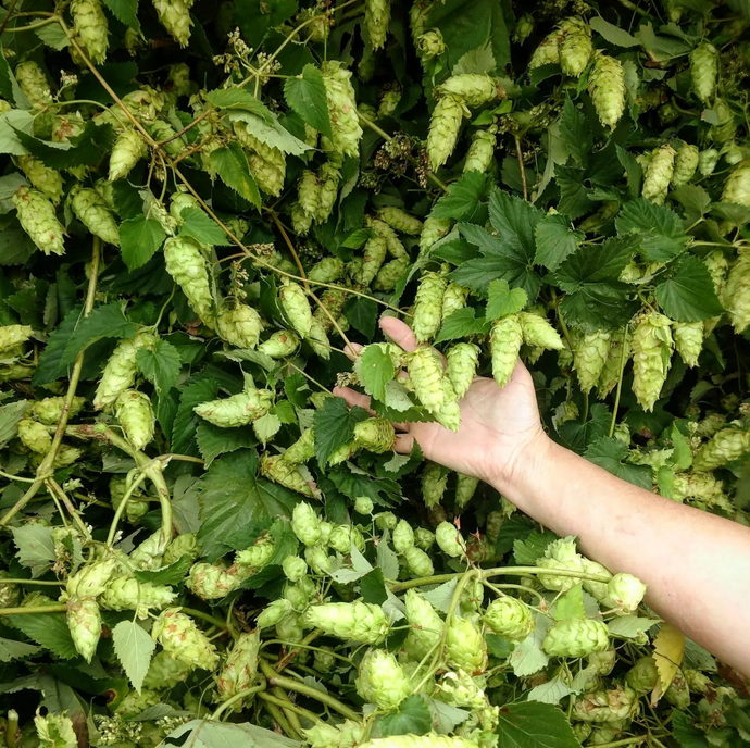 Biotransformation: When Hops Become Something More (And How to Actually Use It to Your Advantage)