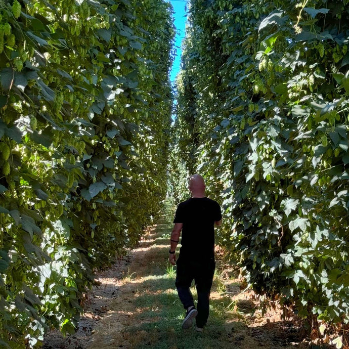 The Unique Aspects of Hops: How Region and Harvest Time Influence Flavor