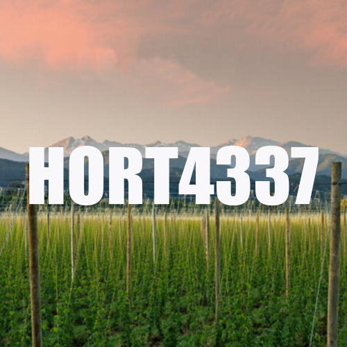 HORT 4337 - Trouxemos a safra 2020 dessa variedade experimental da Nova Zelândia